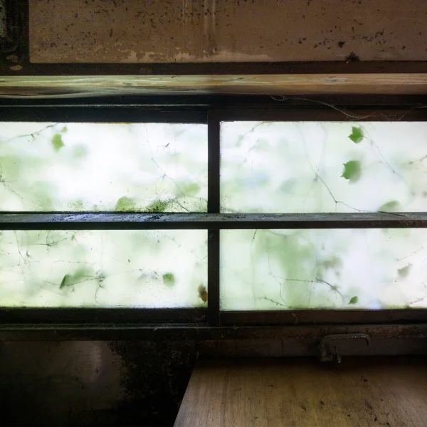 Fenêtre de sous-sol avec un fond de feuillage vert luxuriant.