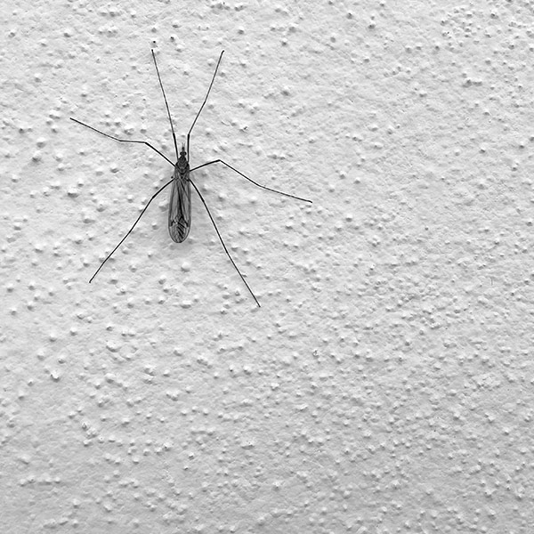 La protection contre les insectes